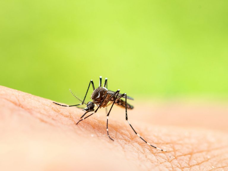 5 reasons mosquitoes love you and how to turn them off